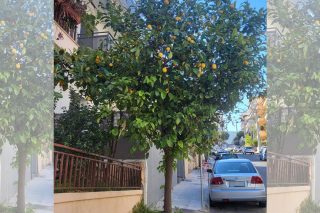 Τα ψηλά λεμόνια